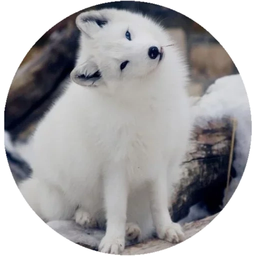 fox zorro ártico, fox ártico blanco, zorro ártico lindo, torre del zorro ártico, fox ártico