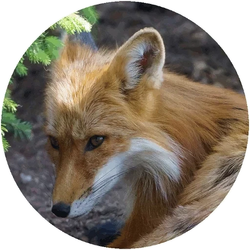 volpe, volpe, fox uwu, fox fox, la volpe è astuzia
