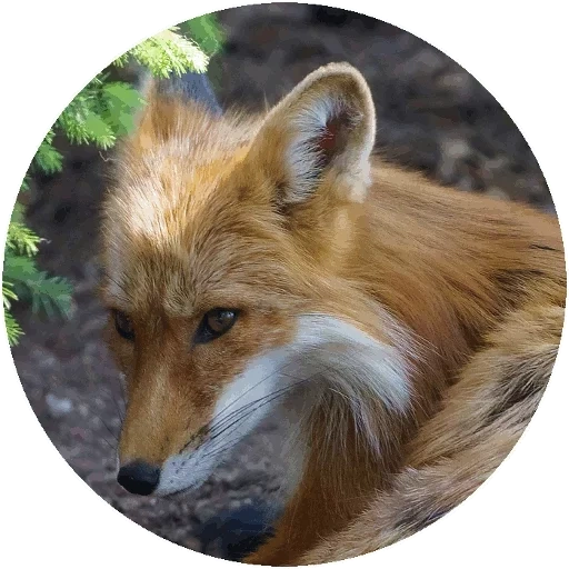 rubah, rubah, fox uwu, fox fox, rubah itu licik