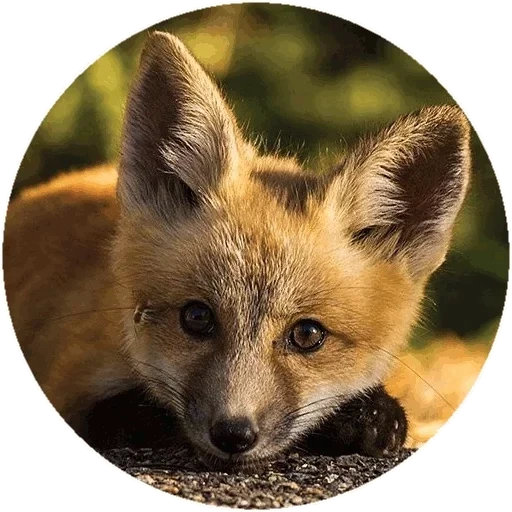 fox, fox, fox, animaux de renard