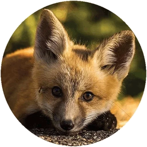 fuchs, füchse, fuchs, fuchstier