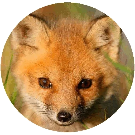 rubah, rubah, fox fox, rubah merah, moncong fox