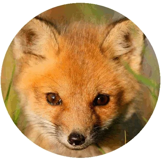 fox, fox, renard renard, renard roux, face de renard