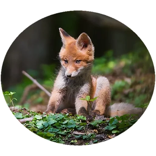 fox, fox, fox, renard renard, renard sauvage