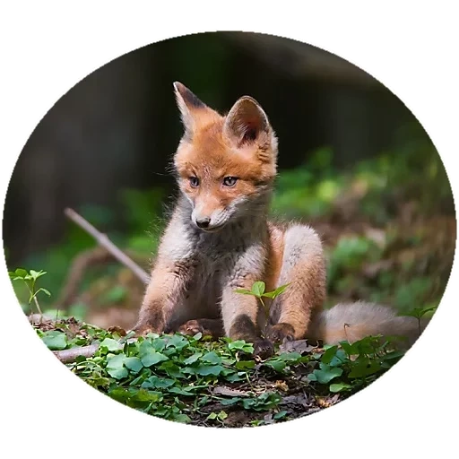 fuchs, füchse, füchse, fox fox, wildtiere fuchs