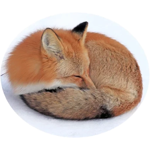 fox, fox zorro, zorro rojo, fox, día de plegado glomerular