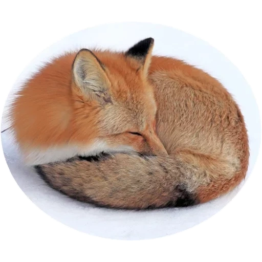 fuchs, fox fox, roter fuchs, hausgemachter fuchs, der tag des drehens des glomerulus