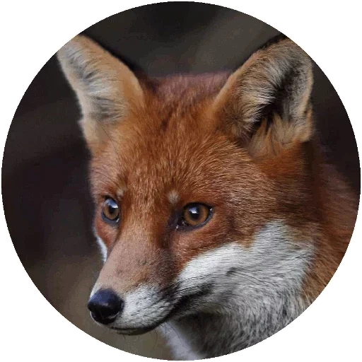 raposa, fox fox, focinho fox