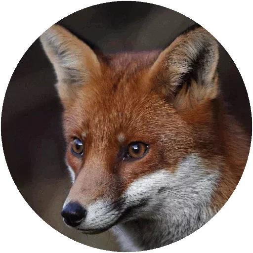 fox, renard renard, face de renard