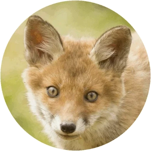 volpe, kyut fox, la visione della volpe, fox cub, fox fox