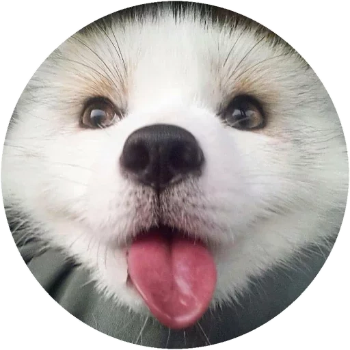 animal, white spitz, perro sonriente, perro sonriente, los animales muestran la lengua