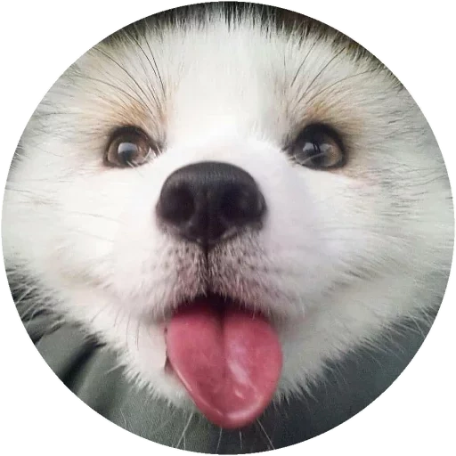 animaux, white spitz, chien souriant, chien souriant, animaux montrant la langue