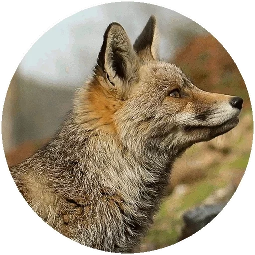raposa, fox fox, a raposa é selvagem, perfil da fox, perfil da fox