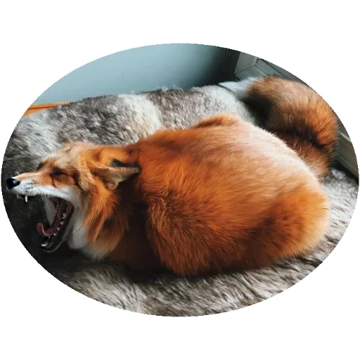 fox, fox zorro, zorro rojo, fox juniper