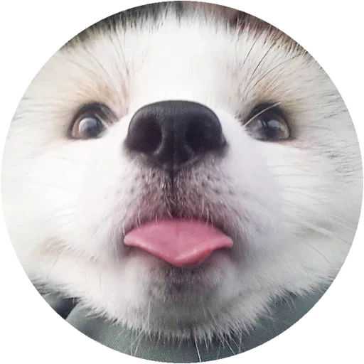 white spitz, perro lindo, animal lindo, perro sonriente, los animales muestran la lengua