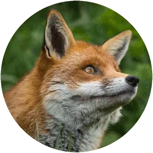fox, fox hart, renard renard, renard roux, le renard est rusé