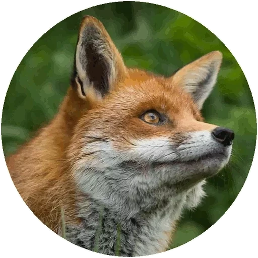 fuchs, fox hart, fox fox, roter fuchs, der fuchs ist gerissen