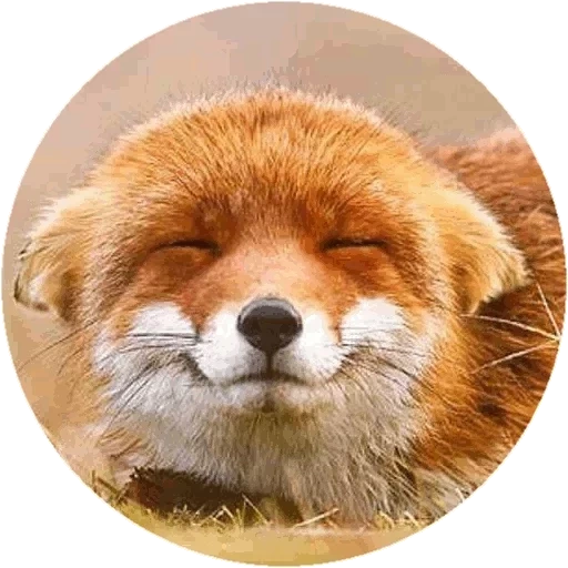 fox, renard roux, renard rond, renard content, animal souriant p