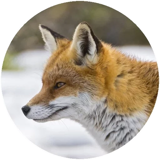 volpe, fox fox, volpe rossa, profilo volpe, muszza fox sul lato