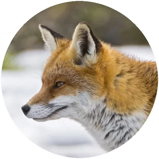 fox, renard renard, renard roux, profilé renard, face de renard