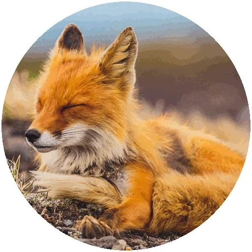 fox, l'été du renard, renard renard, fox, renard roux