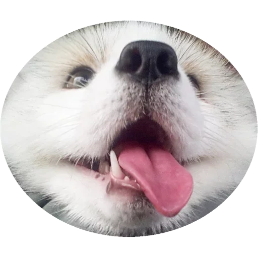 pacchetto, cani adorabili, gli animali sono carini, il cane è un animale, dog smiles spitz