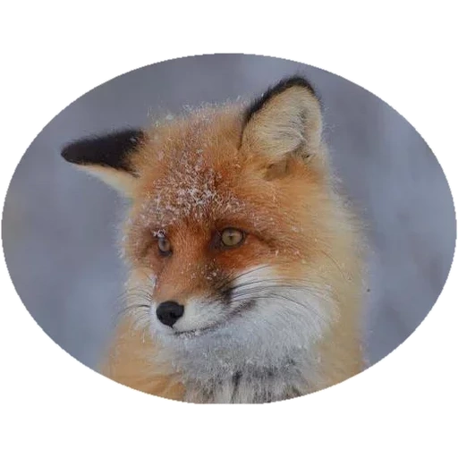 raposa, fox fox, o rosto da raposa, raposa vermelha