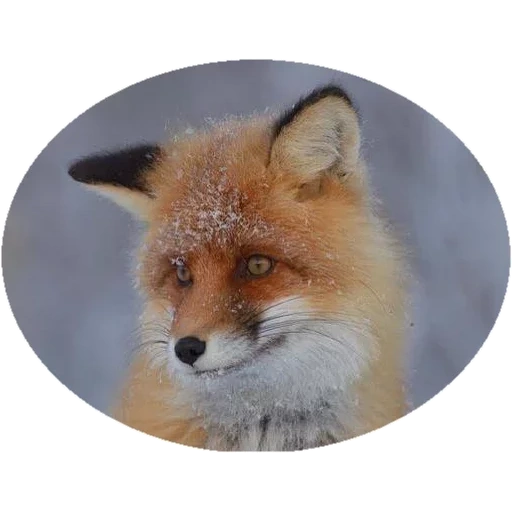 fox, renard renard, face de renard, renard roux