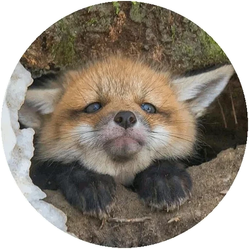 fox, fox lindo, pequeño zorro, fox lindo, fox