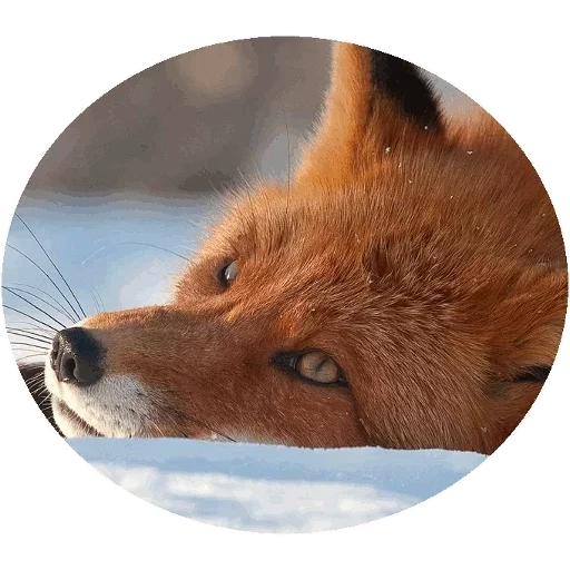 fox, renard renard, renard roux, red fox