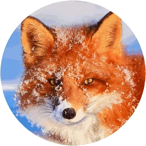 rubah, fox fox, rubah itu manis, rubah merah