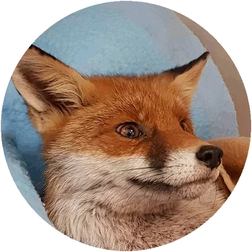 volpe, fox fox, volpe rossa, fox astuta, mordochka fox