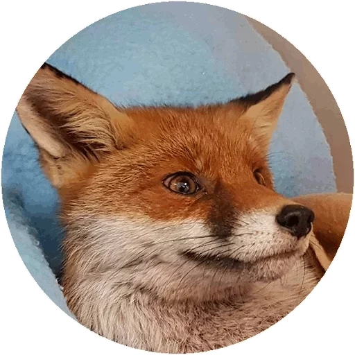 fox, renard renard, renard roux, le renard rusé, face de renard