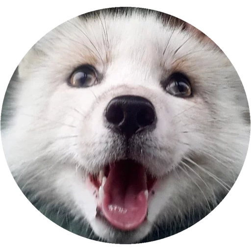samoye, husky, chien souriant, samoye, chien souriant
