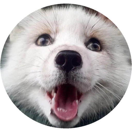 samoyed, cane husky, sorriso per cani, cane samoyed, dog smiles spitz