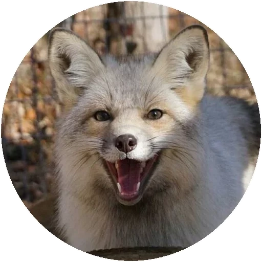 pacote, raposa, fox mord, o rosto da raposa, corsac