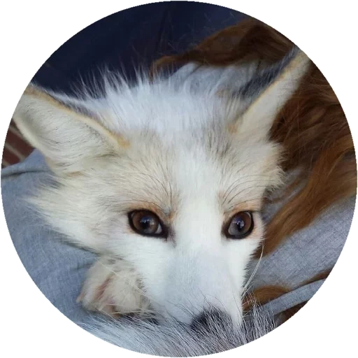 fox, lindo zorro, fox blanco, zorro blanco soñoliento, fenox zorro doméstico