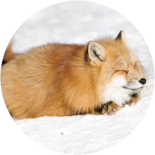 fox, fox, renard roux, fox fat, fox