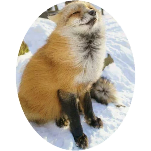 fox, fox zorro, fox divertido, fox peludo, fox