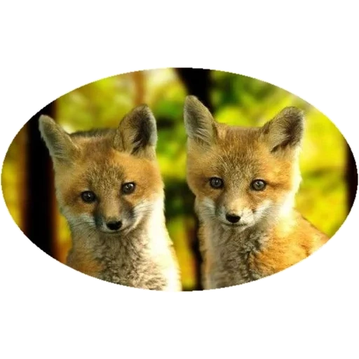 rubah, rubah, fox fox, baby fox fox, hewan rubah