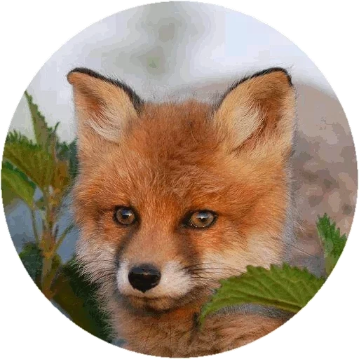 fox, лиса, лиса лиса, рыжая лиса, лиса лисенок
