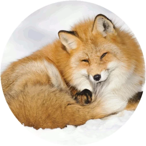 fox, renard renard, renard rond, fox