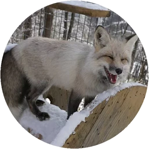 fox, fox zorro, fox de la rabia, fox doméstico, lobo come zorro ártico