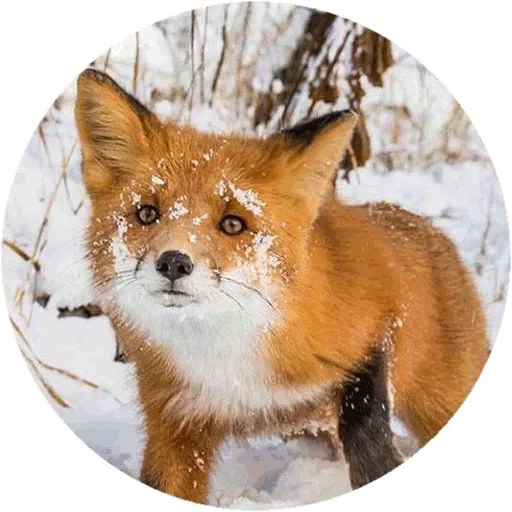 fox, renard roux, fox, renard commun, renard roux commun