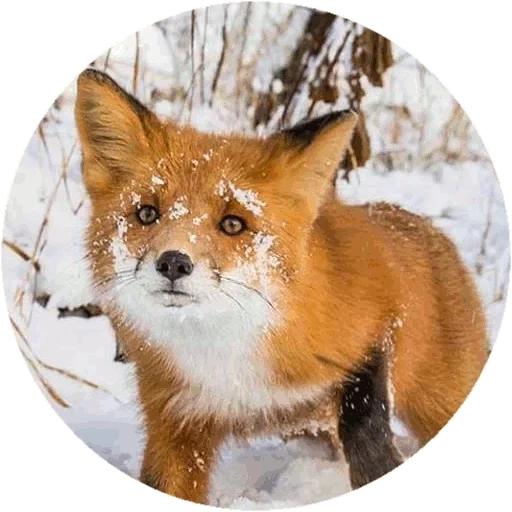 fuchs, roter fuchs, der fuchs ist gewöhnlich, der fuchs ist ein gewöhnlicher fuchs, gewöhnlicher fuchs rot fuchs