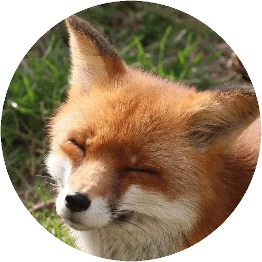 raposa, fox fox, fox fox, o rosto da raposa, raposa astuto