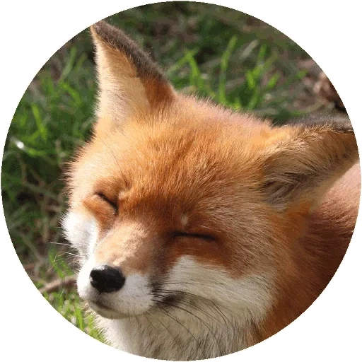 fox, renard renard, fox, face de renard, le renard est rusé