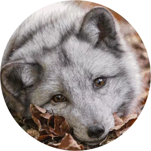 fox ártico, zorro gris ártico, zorro ártico, zorro ártico azul