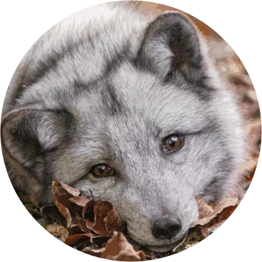 renard arctique, renard arctique gris, renard arctique, renard arctique bleu