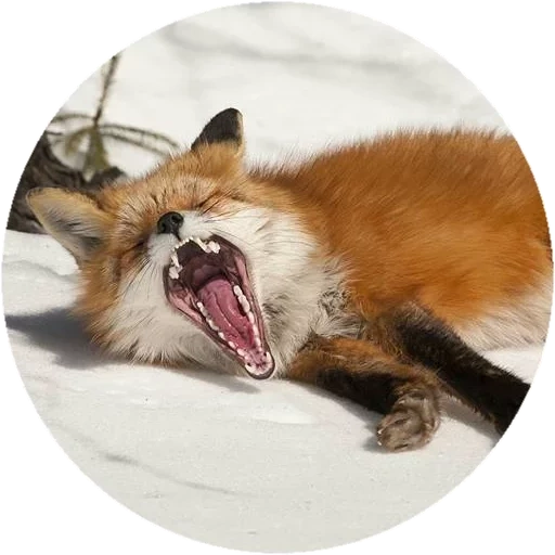 volpe, fox fox, la bocca della volpe, una volpe frenetica